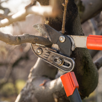 The one thing you need to know about winter pruning apple trees, according to an arborist