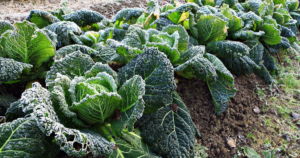 tips_for_planting_a_winter_vegetable_garden_-_msnnow.png
