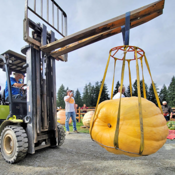 VIDEO: Records fall as giant pumpkin weigh-off returns to Langley