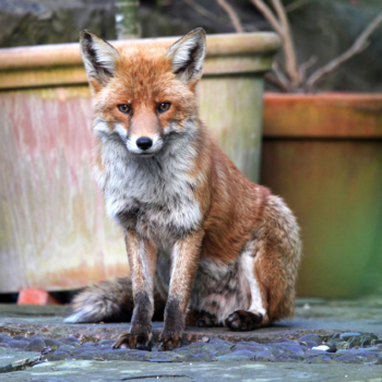 Want to keep foxes away from your garden? You need this expert tip