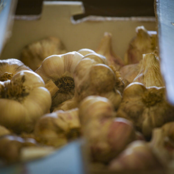 What makes garlic surprisingly easy to grow - Santa Rosa Press Democrat
