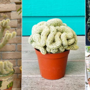 30 Really Bizarre Cactus Plants You Can Grow