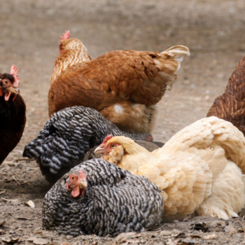 Are You Making Any of These 10 Common Chicken Coop Mistakes?