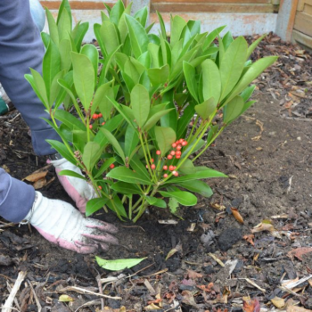 December gardening jobs: 10 tasks to help maintain your plot