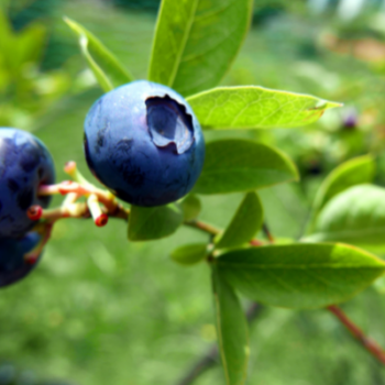 Growing blueberries in the home garden