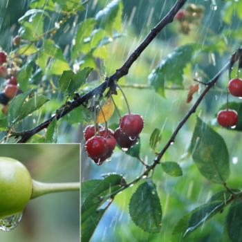 Managing cherry orchards after rain, snow or hail