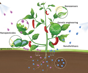 Recent Advances in Plant Nanoscience