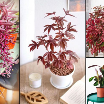 19 Sexiest Burgundy Houseplants | Burgundy Color Indoor Plants