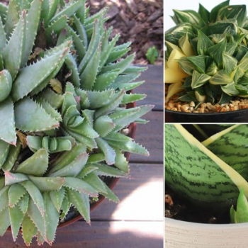 5 Masterful Tips to Force Succulents to Grow More Pups