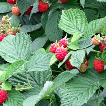 A guide to pruning raspberries