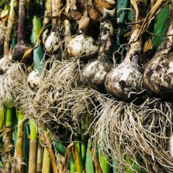 Curing Garlic For Long-Term Storage