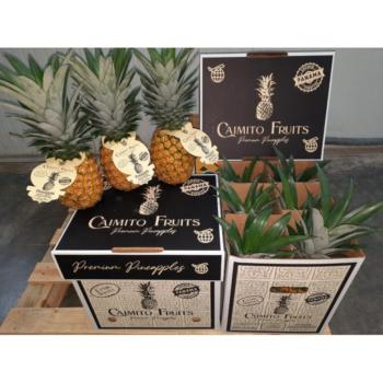 Demand for Premium Golden Pineapples Soaring