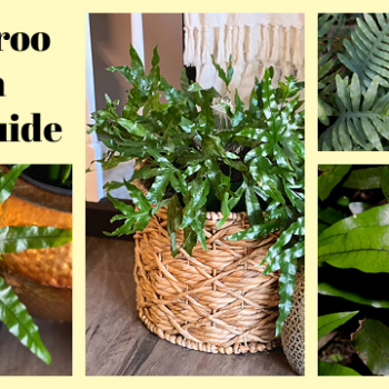How to care for a kangaroo fern – A simple guide