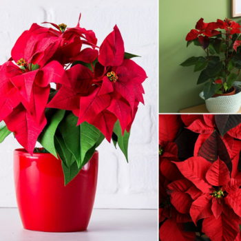 How to Get a Poinsettia to Turn Red | Make Poinsettias Red
