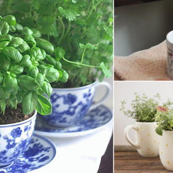 How to Grow Herbs in Teacups and Coffee Mugs