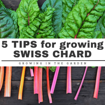 How To Grow Swiss Chard