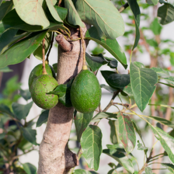 Planting and propagating avocado trees