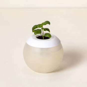 Spherical Self-Watering Pots - The Sweet Basil Self-Watering Globe Makes Growing Herbs Easy (TrendHunter.com)
