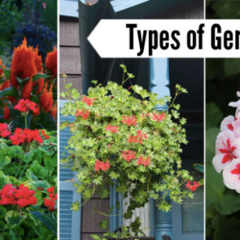 Types of geraniums: Annual pelargoniums for the garden