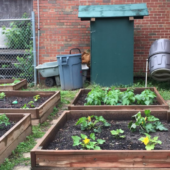 UCDC models healthy habits with classroom garden - UMSL Daily | UMSL Daily - UMSL Daily