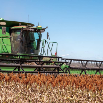 Australia Begins Harvest of Potentially Biggest Sorghum Crop in Seven Years