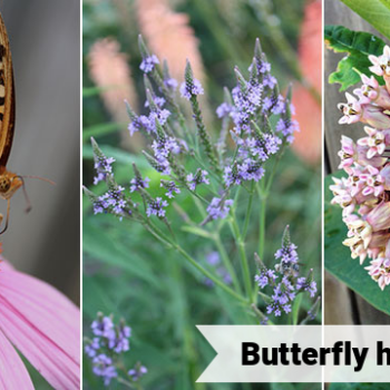 Butterfly host plants: How to provide food for young caterpillars