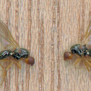 Carrot Fly: Advantageous Umbillifer Pest