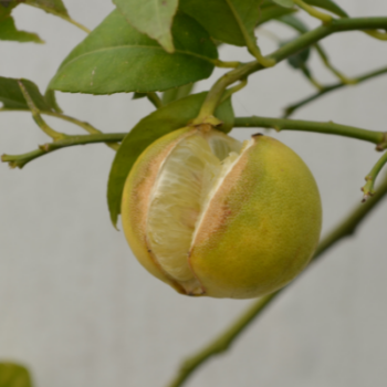 Citrus problems in the home landscape