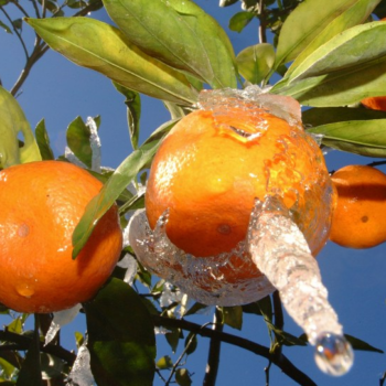 Freeze damage on citrus trees: Preparation and recovery
