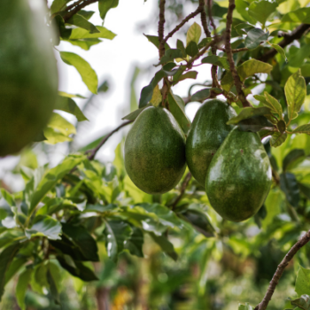 How to fertilize avocado trees