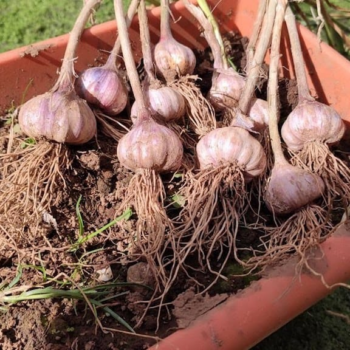 How to grow store-bought garlic without seeds