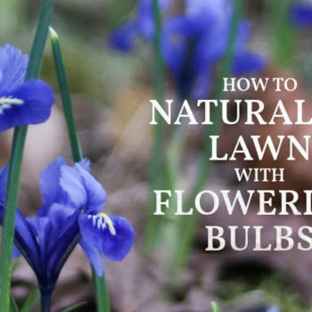 How to Naturalize a Grass Lawn With Flowering Bulbs