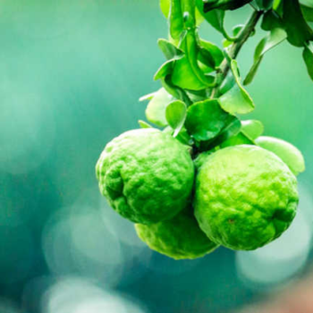 Kaffir Lime Tree: Growing Makrut Limes At Home