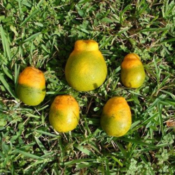 Scientists breeding citrus tolerant of deadly disease