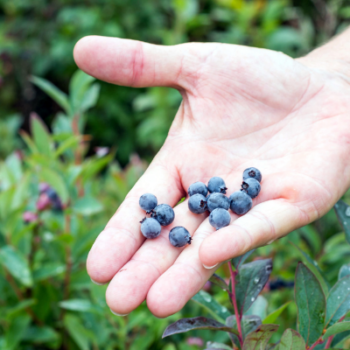 The importance of soil pH in blueberry fields