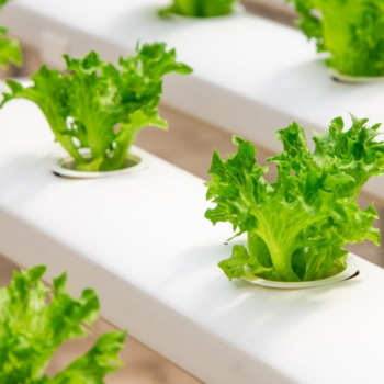 Universities to offer hydroponics webinar for home gardeners