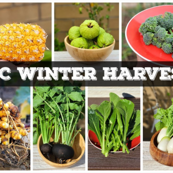Winter Harvests! California Gardening Jan 2022 Garden Tour