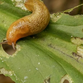 10 ways to prevent and get rid snail and slug infestation