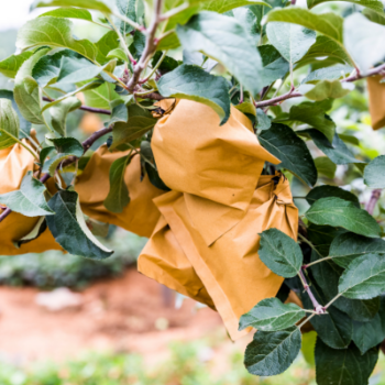Bagging apples for insect and disease control