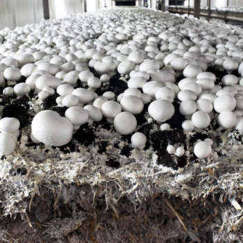 Basic manual for mushroom farming