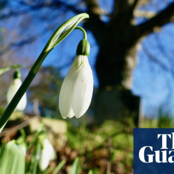 Flowers arriving a month early in UK as climate heats up