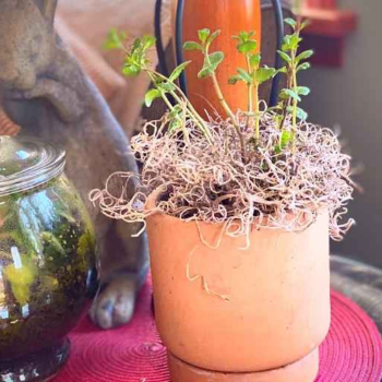 How to Grow A Mint Herb Plant Indoors