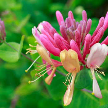How to grow honeysuckle: this fragrant plant is perfect for growing up walls, fences and pergolas