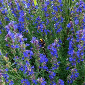 Hyssop Plant: Lovely Herb And Pollinator Lure