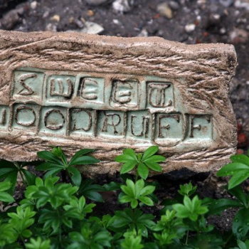 Sweet Woodruff: Shade-Loving Perennial Groundcover