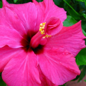 25 Hibiscus Types You’ll Love To Grow