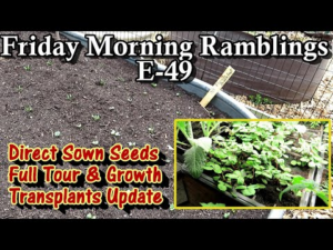 all_my_direct_sown_crops__growth_ways_2_direct_sow_transplant_update_fm_gardening_ramblings_e-49.png