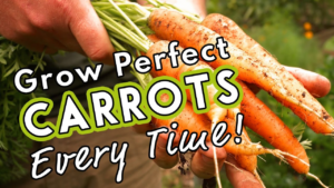 grow_perfect_carrots_every_time_🥕🥕🥕.png