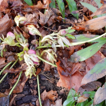 Hellebores – A Surprise and Delight