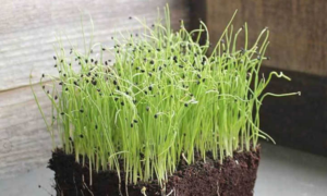 how_to_grow_leek_microgreens_fast_and_easy.png